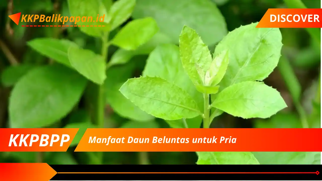 Manfaat Daun Beluntas untuk Pria