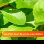 Manfaat Daun Beluntas untuk Rahim