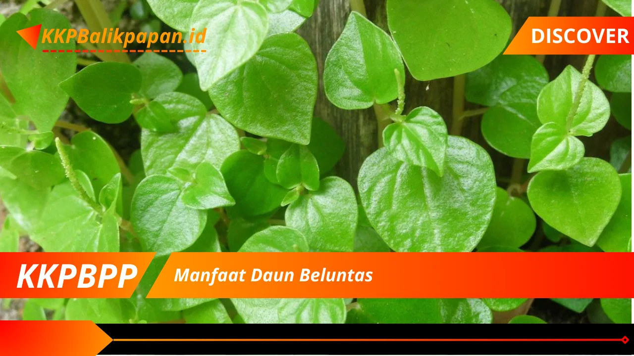 Manfaat Daun Beluntas