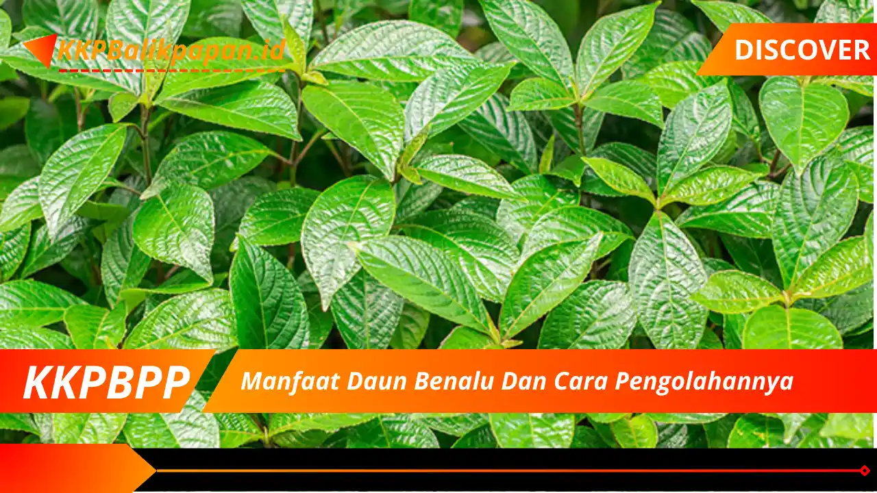 Manfaat Daun Benalu Dan Cara Pengolahannya