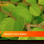 Manfaat Daun Bidara