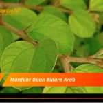 Manfaat Daun Bidara Arab