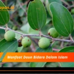 Manfaat Daun Bidara Dalam Islam