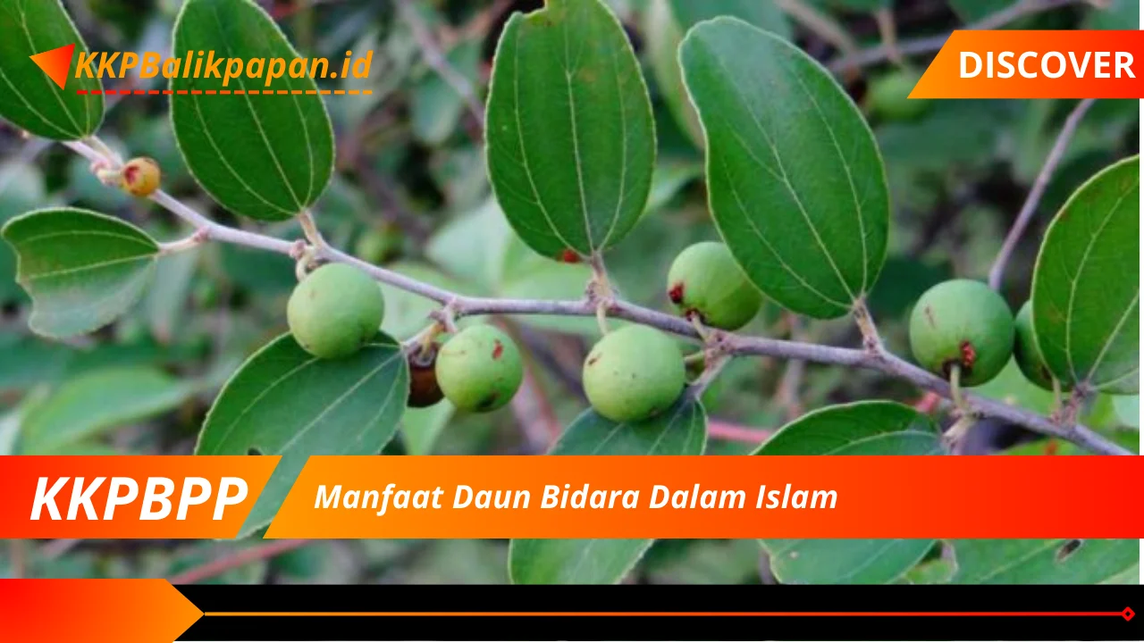 Manfaat Daun Bidara Dalam Islam