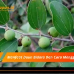 Manfaat Daun Bidara Dan Cara Menggunakannya