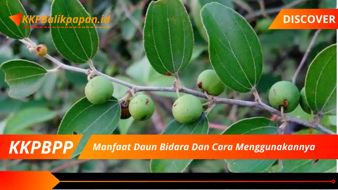 Manfaat Daun Bidara Dan Cara Menggunakannya