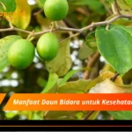 Manfaat Daun Bidara untuk Kesehatan