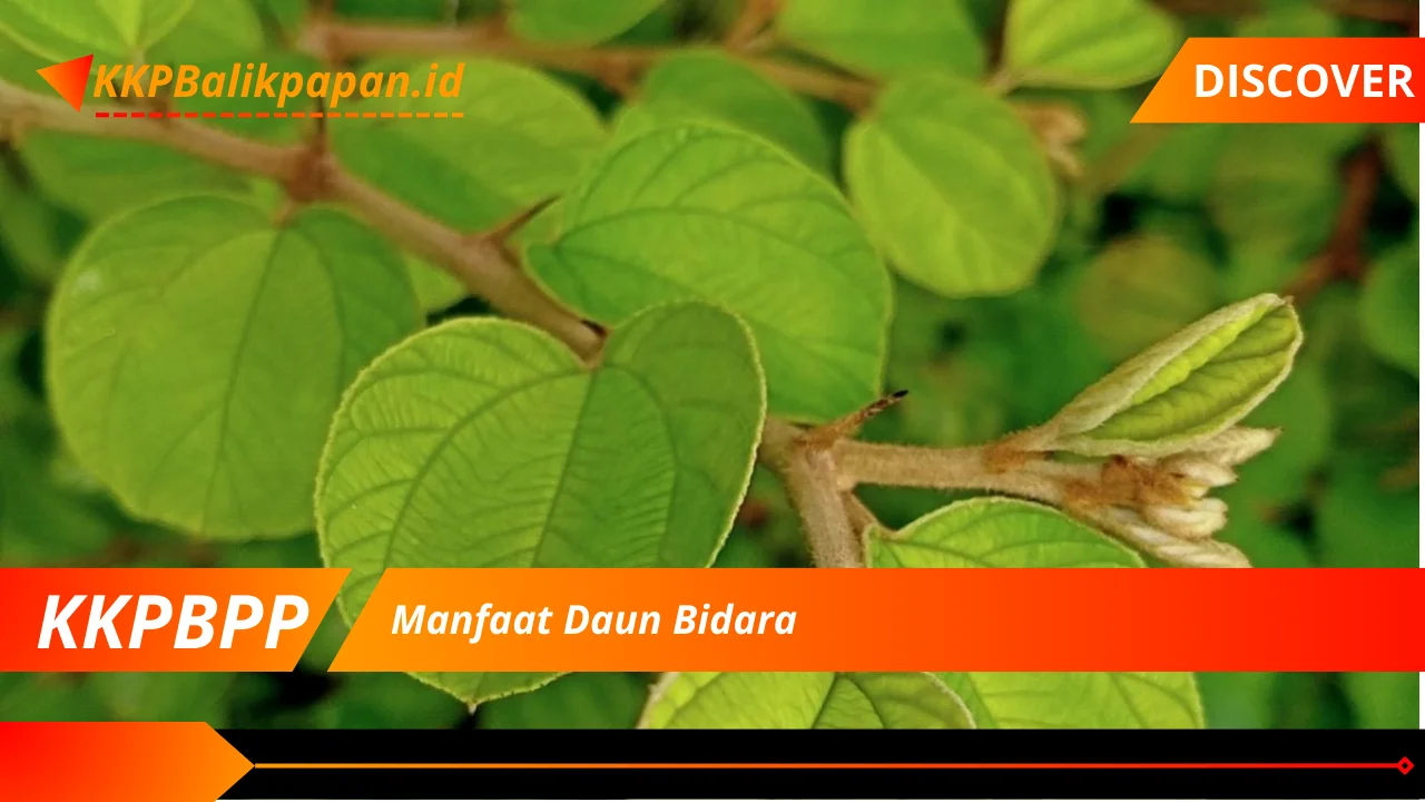 Manfaat Daun Bidara