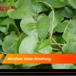 Manfaat Daun Binahong