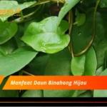 Manfaat Daun Binahong Hijau