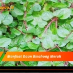 Manfaat Daun Binahong Merah