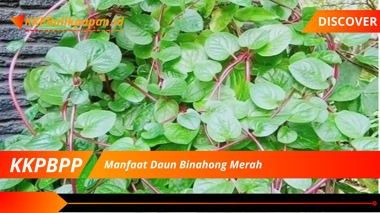 Manfaat Daun Binahong Merah