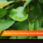 Manfaat Daun Binahong Untuk Benjolan