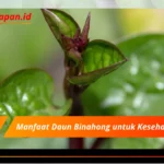 Manfaat Daun Binahong untuk Kesehatan