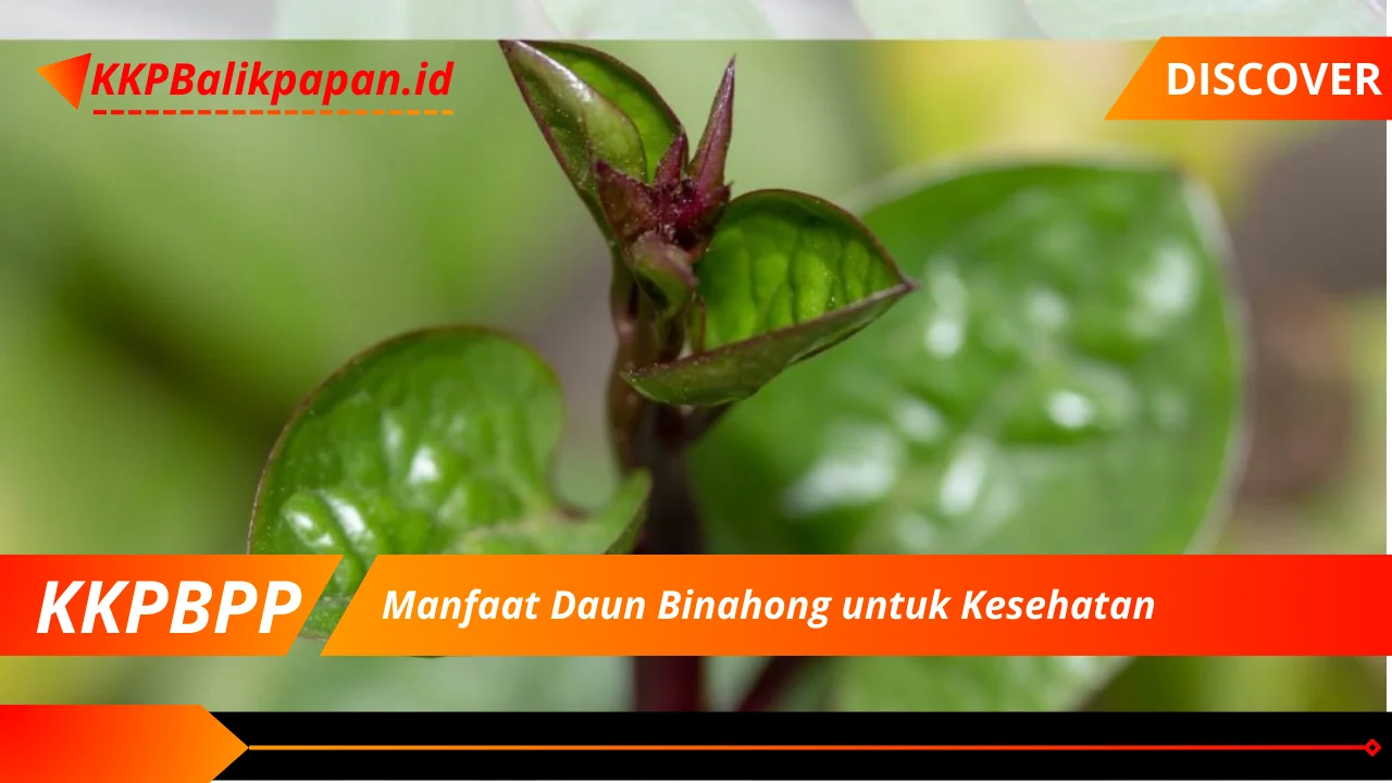 Manfaat Daun Binahong untuk Kesehatan