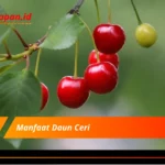 Manfaat Daun Ceri