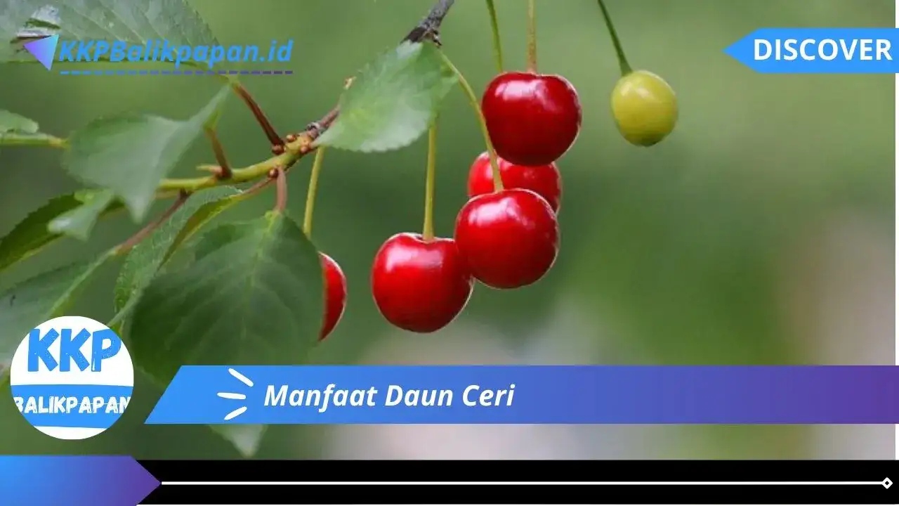 Manfaat Daun Ceri