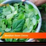 Manfaat Daun Cincau