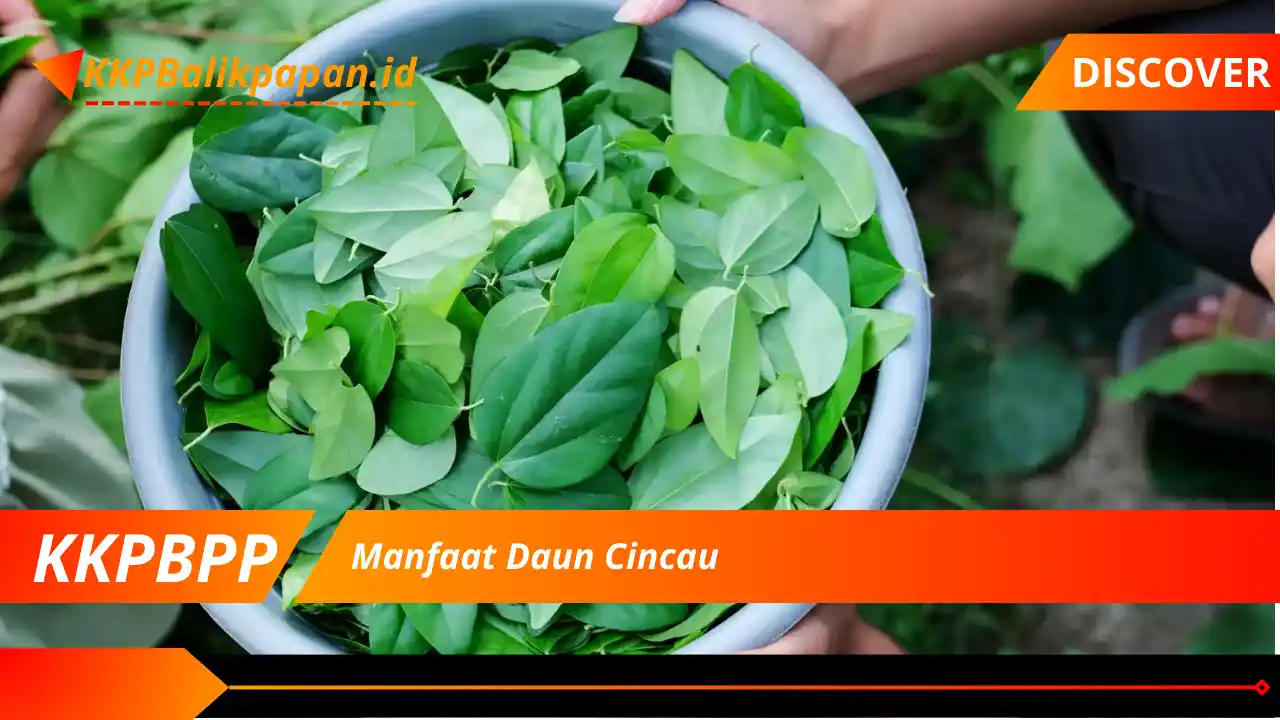 Manfaat Daun Cincau