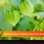 Manfaat Daun Ciplukan Dan Cara Mengolahnya