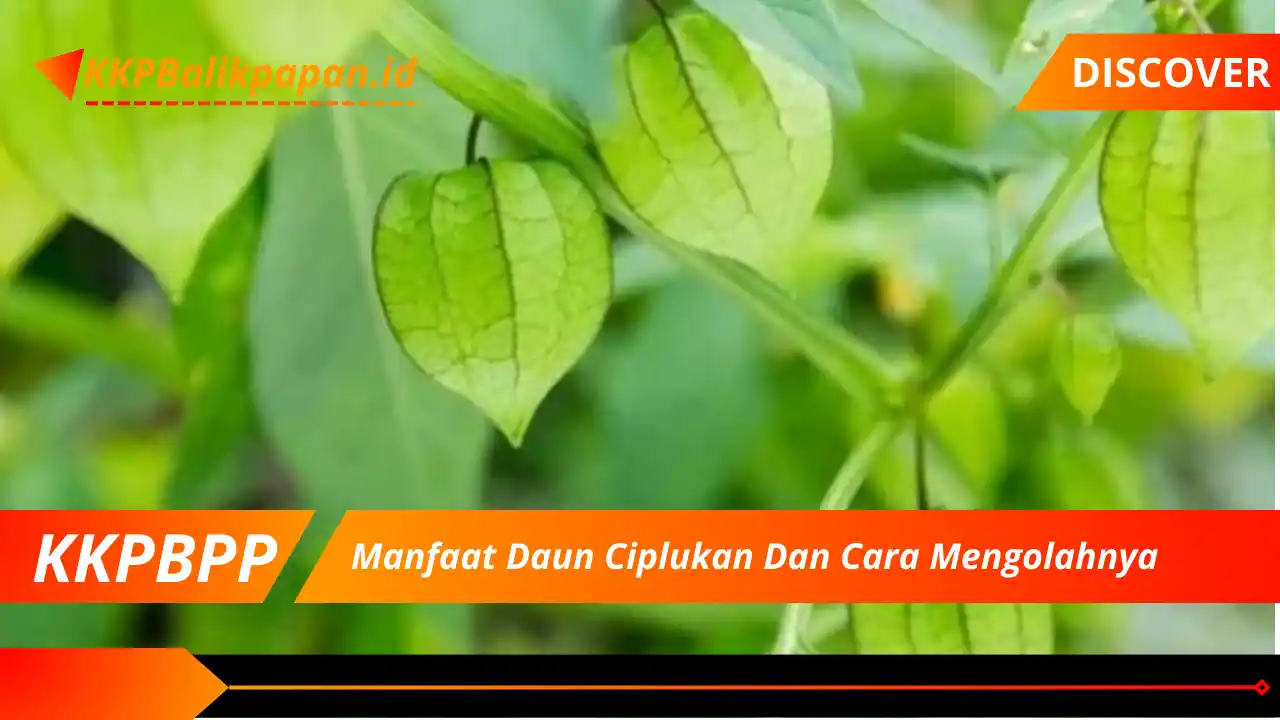 Manfaat Daun Ciplukan Dan Cara Mengolahnya