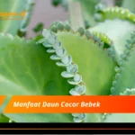 Manfaat Daun Cocor Bebek