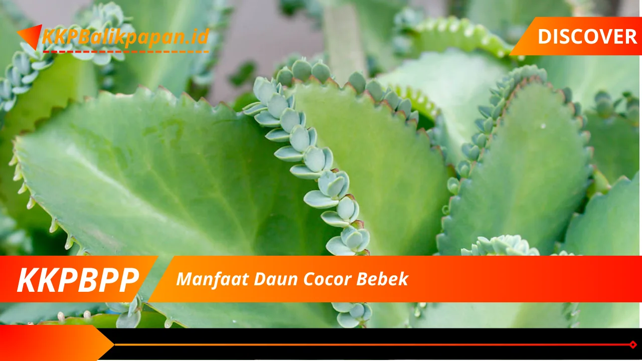 Manfaat Daun Cocor Bebek