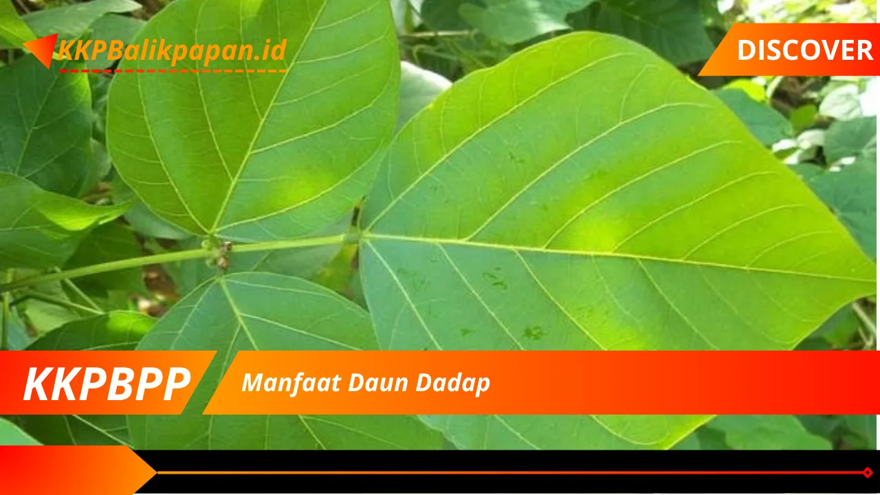 Manfaat Daun Dadap