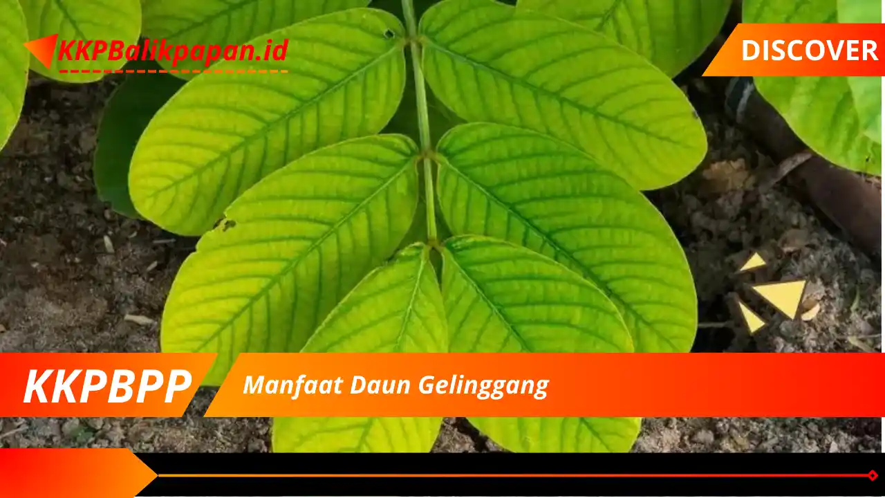 Manfaat Daun Gelinggang