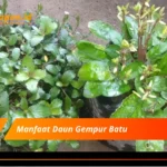 Manfaat Daun Gempur Batu