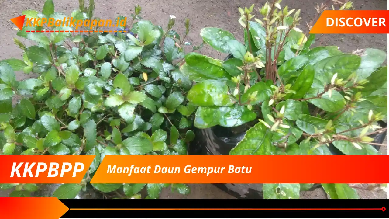 Manfaat Daun Gempur Batu