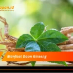 Manfaat Daun Ginseng