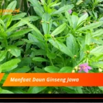 Manfaat Daun Ginseng Jawa