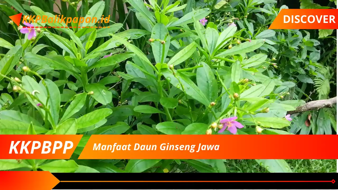 Manfaat Daun Ginseng Jawa