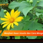 Manfaat Daun Insulin dan Cara Mengolahnya