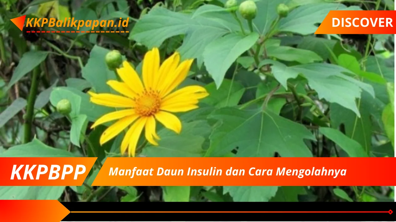 Manfaat Daun Insulin dan Cara Mengolahnya