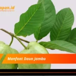 Manfaat Daun Jambu