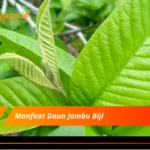 Manfaat Daun Jambu Biji