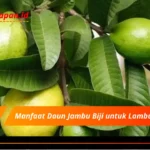 Manfaat Daun Jambu Biji untuk Lambung