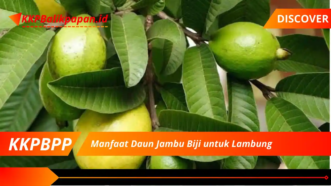 Manfaat Daun Jambu Biji untuk Lambung