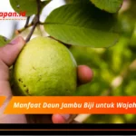 Manfaat Daun Jambu Biji untuk Wajah