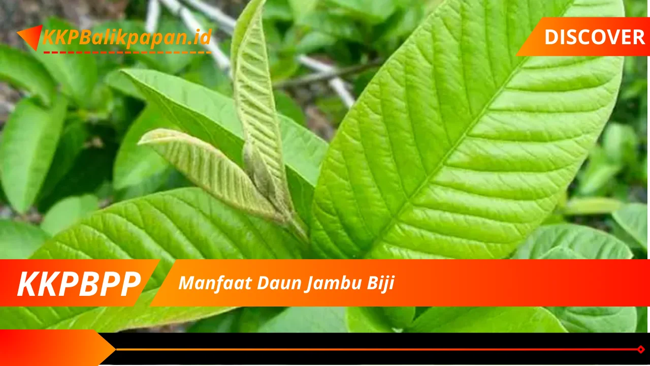 Manfaat Daun Jambu Biji