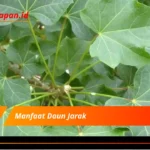 Manfaat Daun Jarak