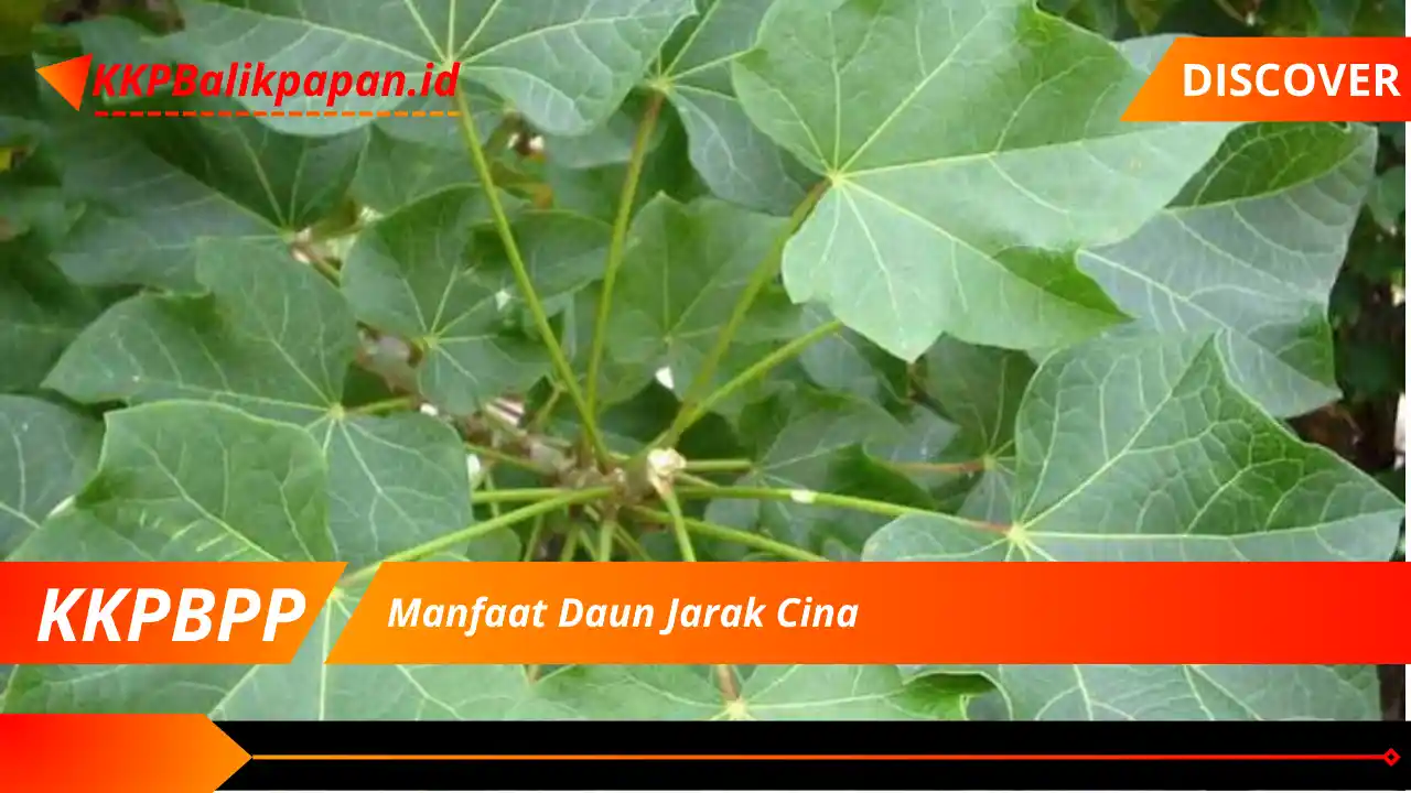 Manfaat Daun Jarak Cina