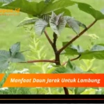 Manfaat Daun Jarak Untuk Lambung