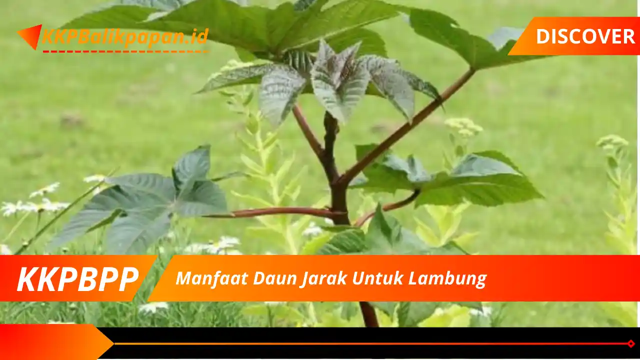 Manfaat Daun Jarak Untuk Lambung