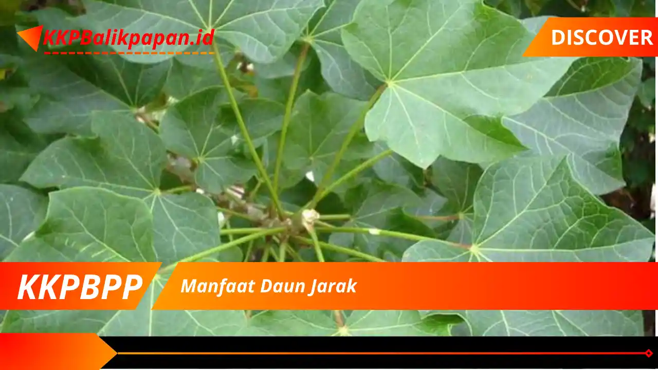 Manfaat Daun Jarak