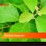 Manfaat Daun Jati