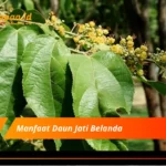 Manfaat Daun Jati Belanda