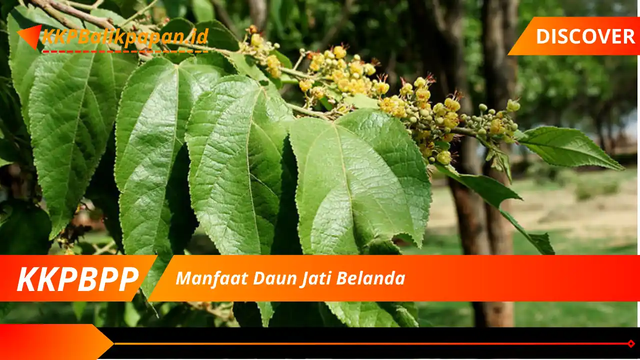 Manfaat Daun Jati Belanda